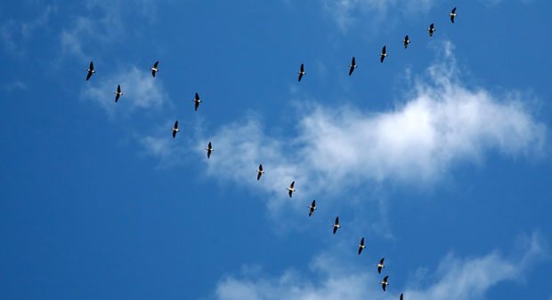 follow - birds flying in a v shape