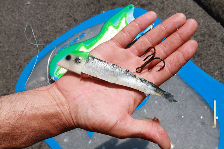 Boating fussy chinooks with cut bait - Ontario OUT of DOORS