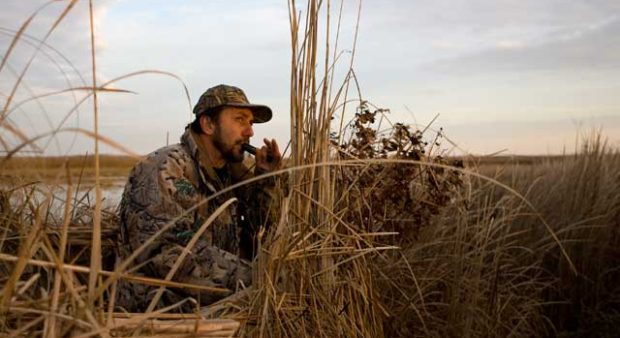 calling mallards and black ducks