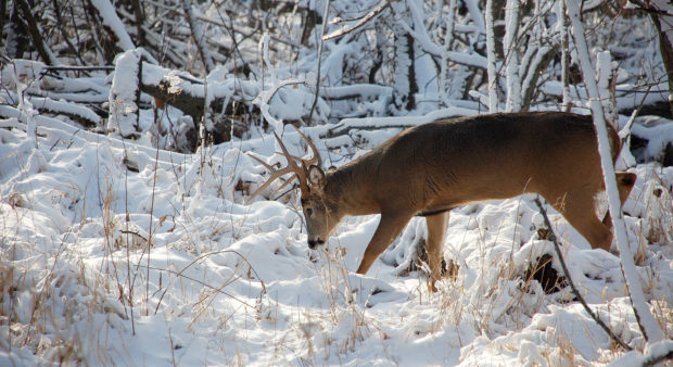 deer-in-woods-snow