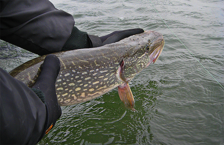 Safe release for muskie and pike - Ontario OUT of DOORS