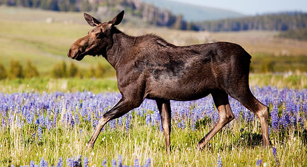 moose application - moose in a meadow 