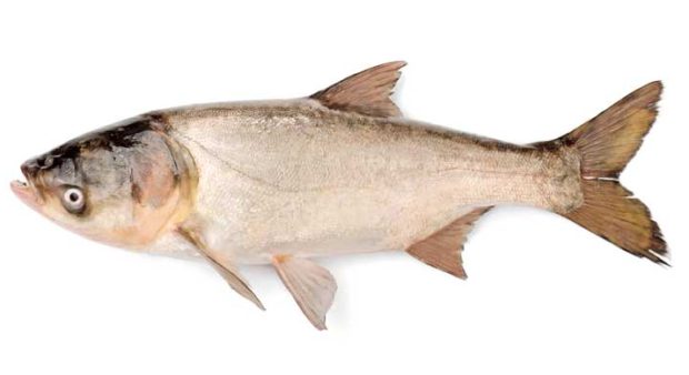 sterile - an asian carp