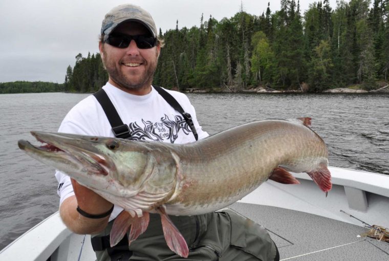 muskie baits - Ben Beattie holding a muskie in a fishing boat.
