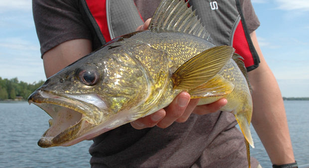 fat walleye