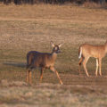 clear - draw deadlines - deer in a field