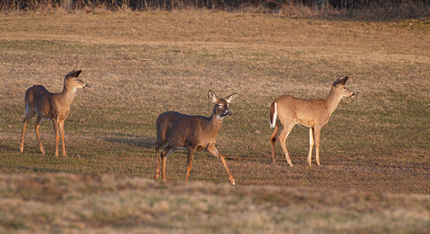 draw deadlines - deer in a field