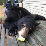 Jim Wheeler shot this bear on May 17 near Sault Ste Marie. This was his first big game harvest. In loving memory of a friend and fellow hunter- Alphonse Gignac who was killed in an ATV accident while bear hunting May 8, 2014 at Crystal Falls.