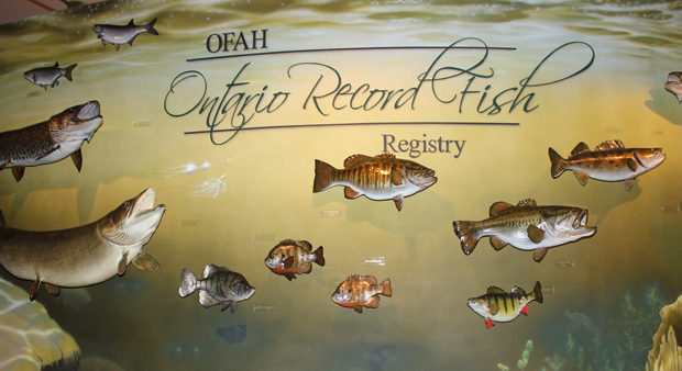 unique fish records - wall of ontario record fish 