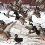 Christianna Tsiopanas spotted these mallard ducks in flight near the Humber River Trail in Toronto.