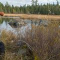 moose calls