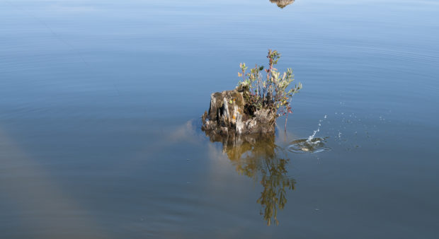 dock alternatives - a stump in the water 