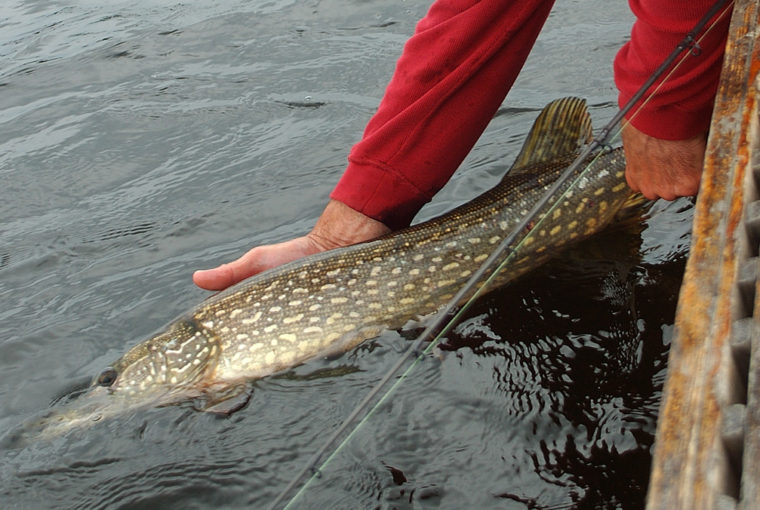 spring pike