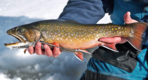 winter brook trout - brook-trout