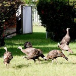 Caroline Cameron of London sent this one in. She said there were seven wild turkeys crossing lawn after lawn in her city neighbourhood.