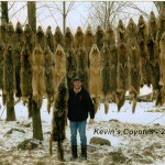 Kevin Funck shows the 38 coyote hides he has preserved from the 2015 winter hunt