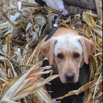 Matt Peto's pup Boomer on the last day of goose season! Great way to end the year with a banded bird!