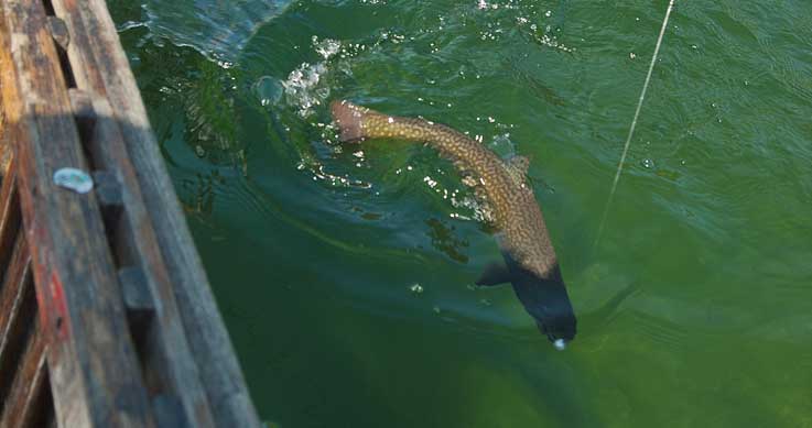 summer trout - trout swimming in the water