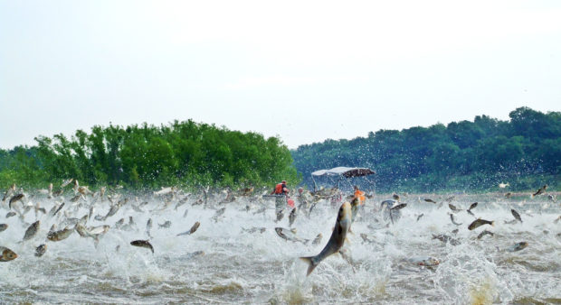 carp jumping out of the water