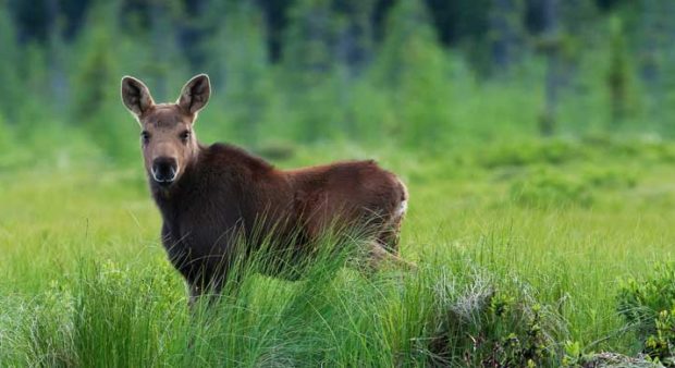 a calf moose