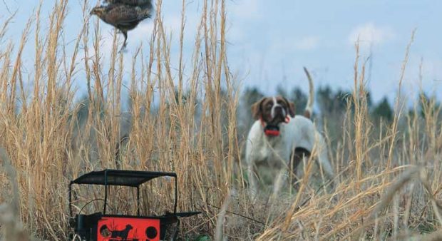 live birds - training a gun dog