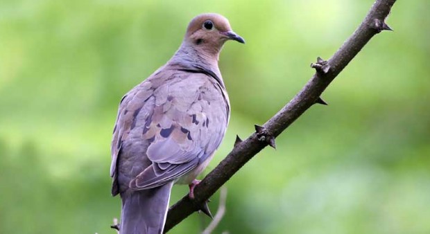 mourning-dove