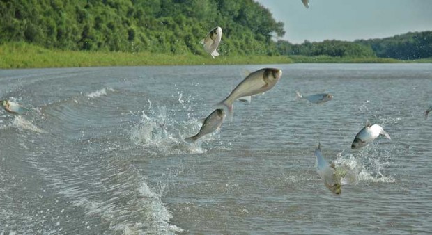 asian carp dna - jumping silver carp