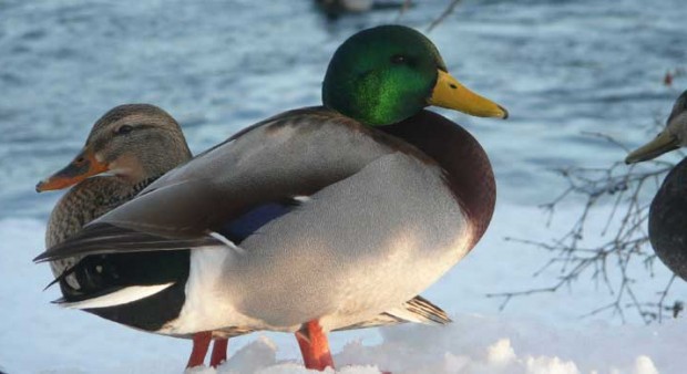 Mallard duck standing on snow