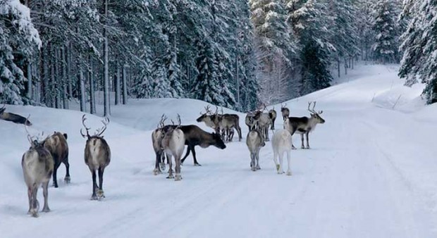 actual reindeer - Reindeer in their natural habitat in Sweden 