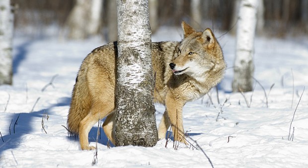 Northern Ontario residents waiting to learn if limit on coyote hunting will be lifted