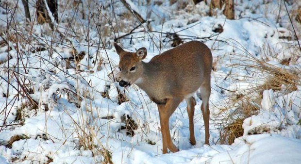 severe weather - fawn in winter, photo by Mark St. Cyr