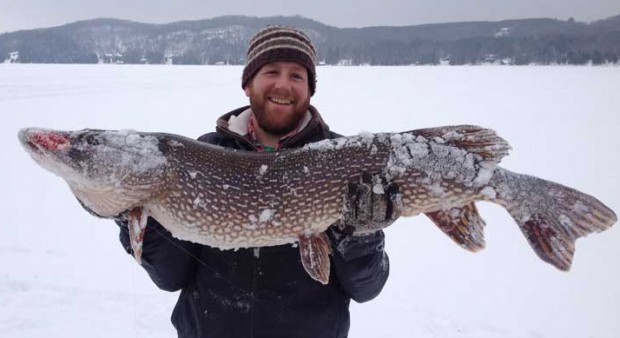 David LeGros from Huntsville caught this 44 ¼-inch long, 22-inch around, female northern pike in Lake of Bays, in Dwight. 