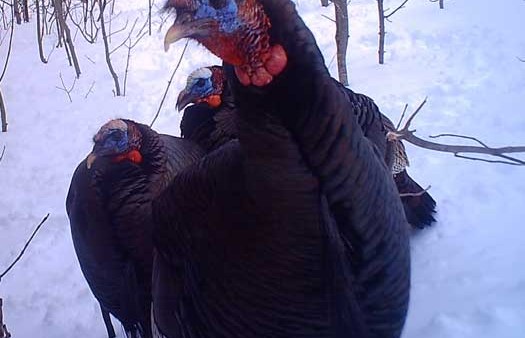 use trail cam - 3 turkeys