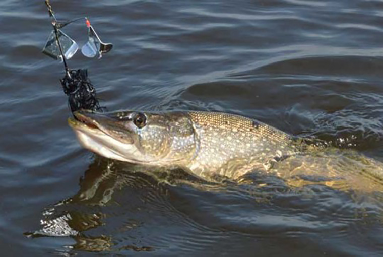 Baits Black Pike