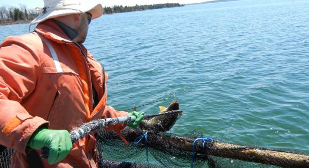 walleye fish research 