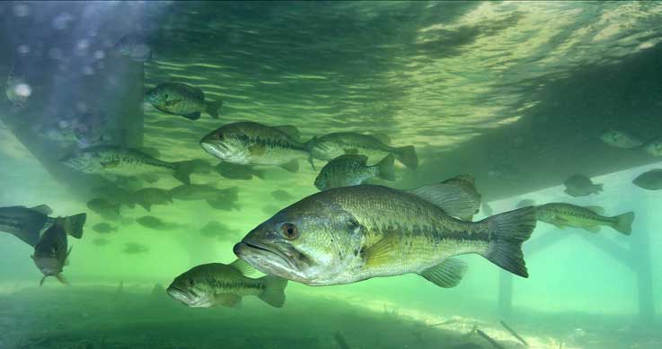 Fishing high-water bass - Ontario OUT of DOORS