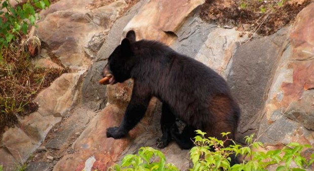 black bear eating