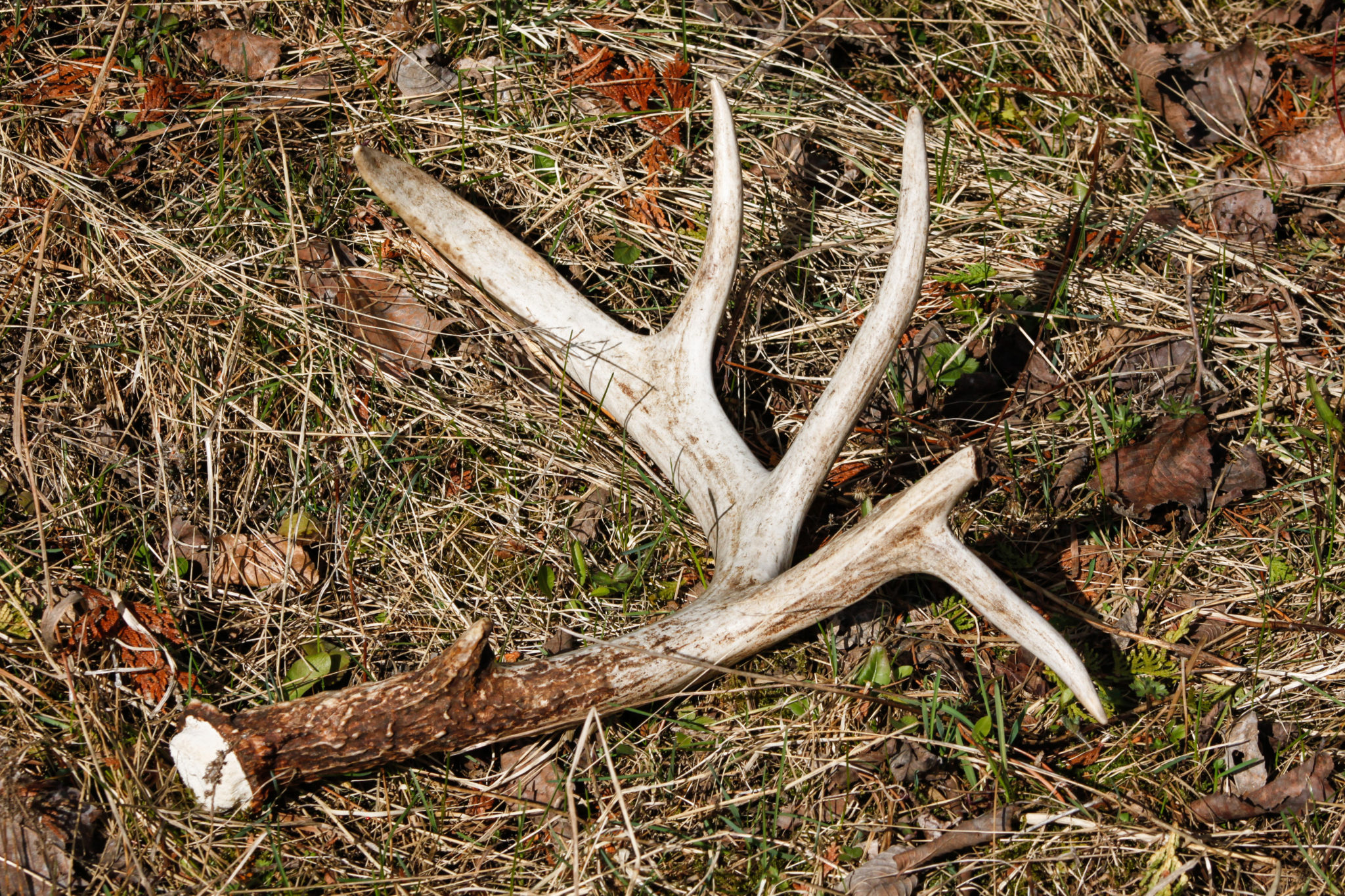 Scoring Shed Antlers