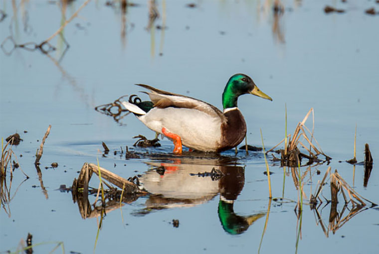 Duck on water