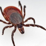 Bill 27 Lyme disease