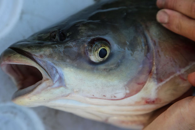 No Asian carp found in Great Lakes - Ontario OUT of DOORS