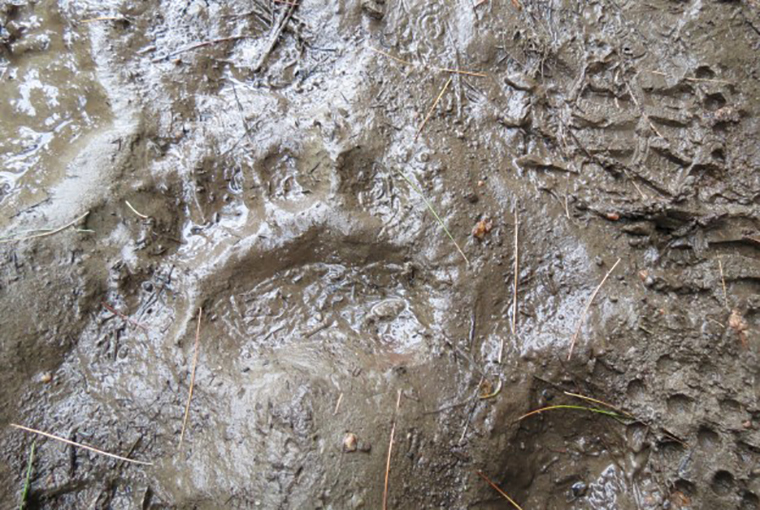 Animal Footprint In Mud