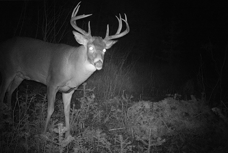 Elk Buck Trail Cam