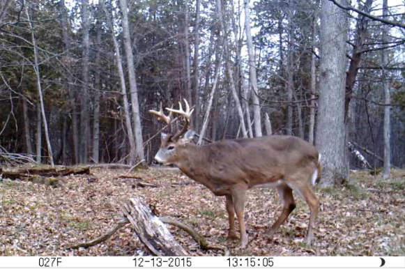 trail camera image