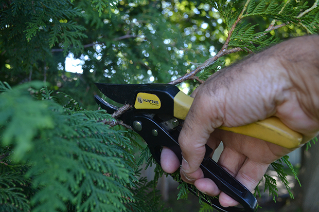 ground bling tips - pruners