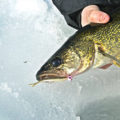 finesse walleye