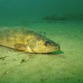 beach - walleye