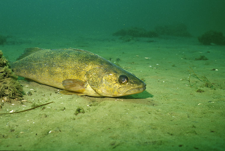 Summer Walleyes LOVE Crawler Harnesses!