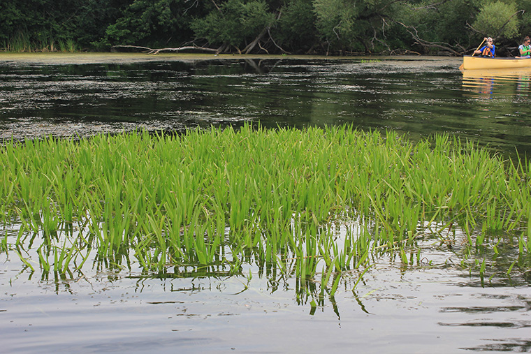 Water soldier