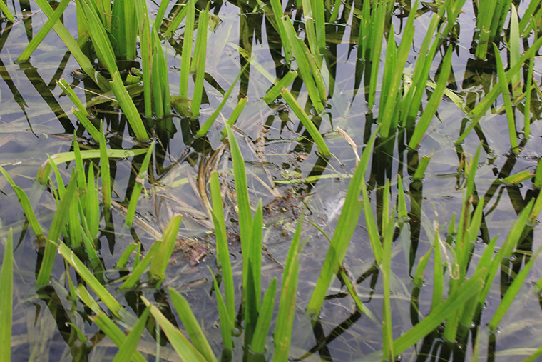 Water soldier - up close